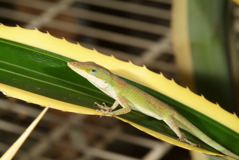 anole_01.jpg