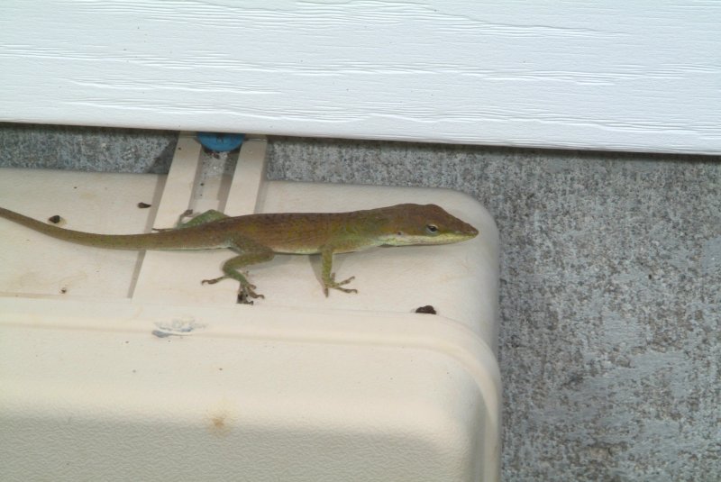 anole_02.jpg