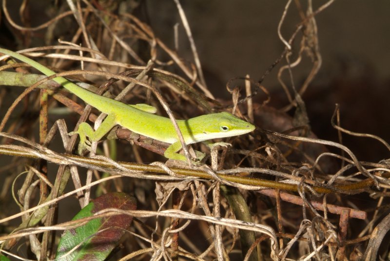 anole_04.jpg