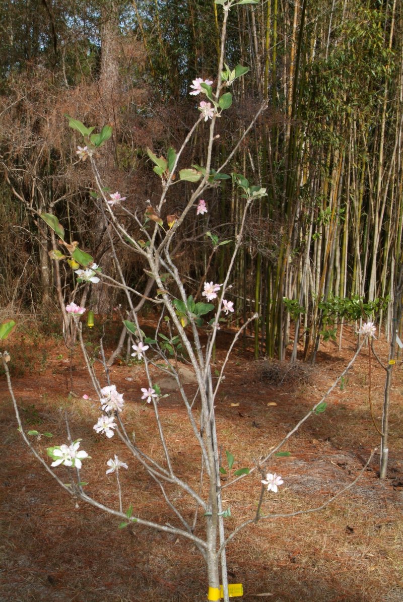 apple_tree_01.jpg