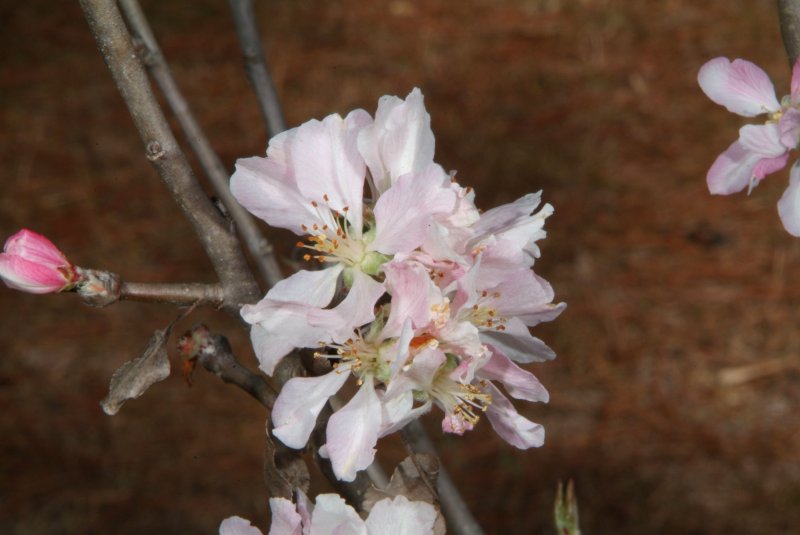 apple_tree_02.jpg