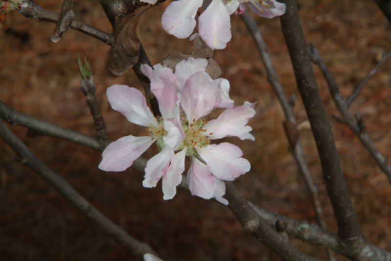 apple_tree_03.jpg