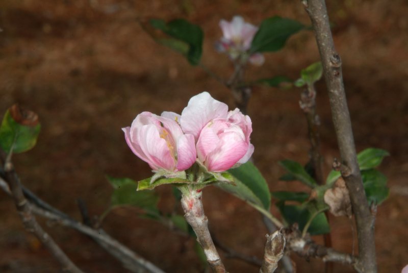apple_tree_04.jpg