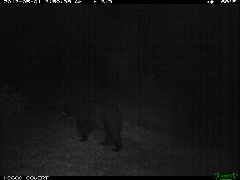 bear_05012012a.jpg