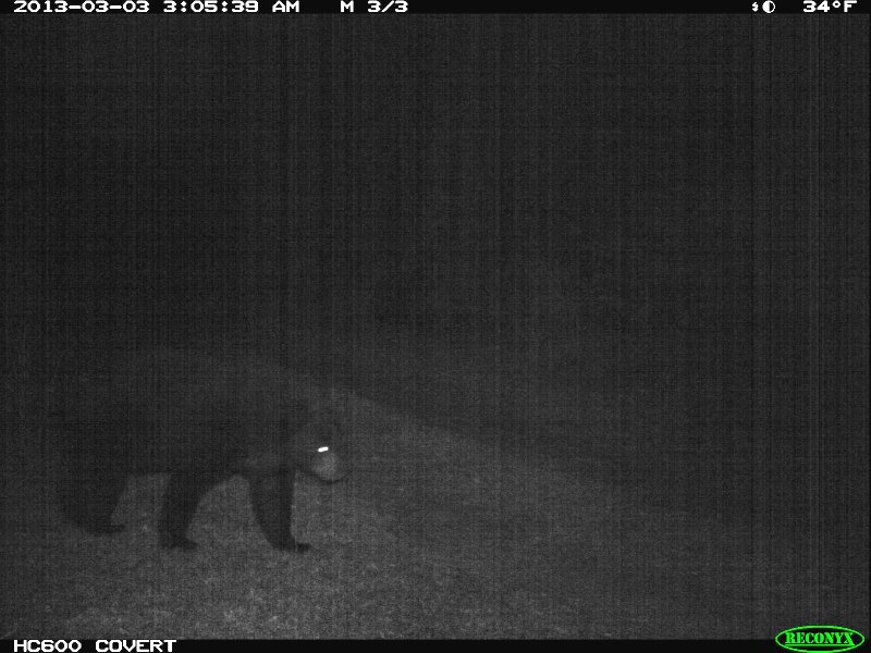 bear_2013_01.jpg