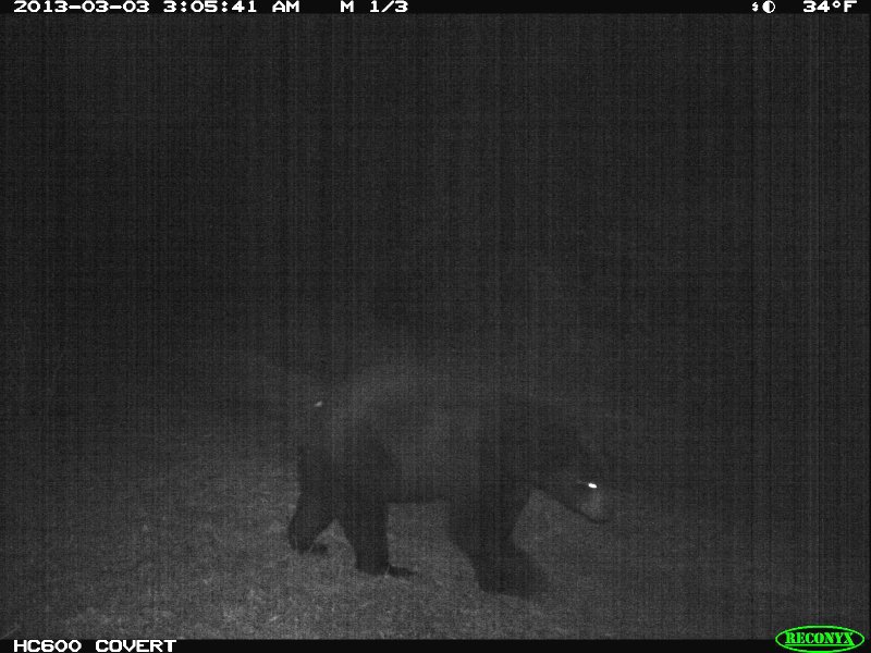 bear_2013_02.jpg