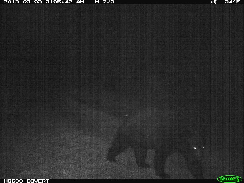 bear_2013_03.jpg