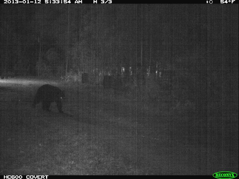 bear_2013_10.jpg