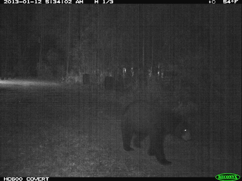 bear_2013_11.jpg