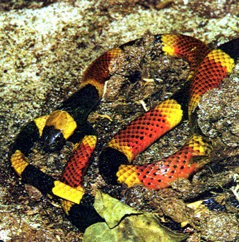 coral_snake.jpg