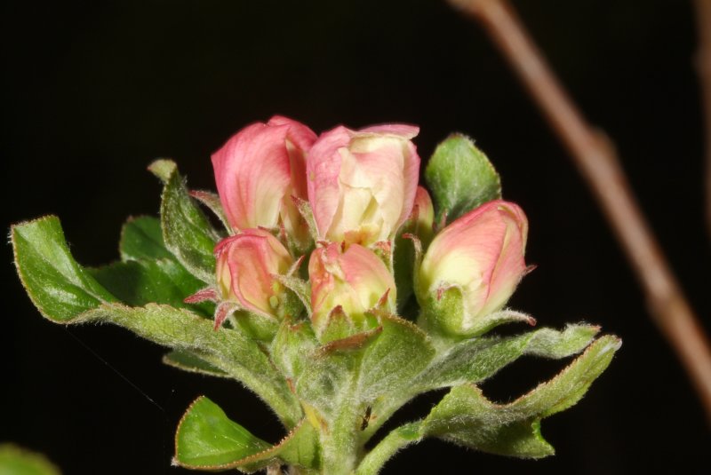 early_spring_2012_01.jpg