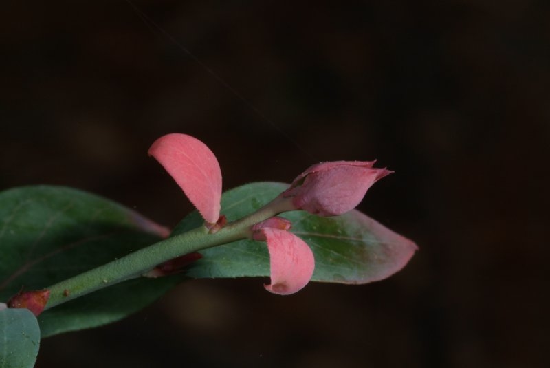 early_spring_2012_03.jpg