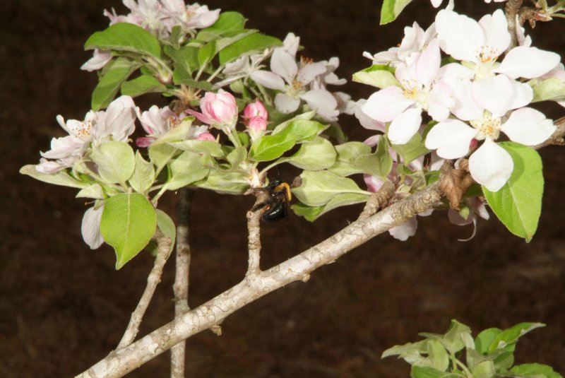 flowers_2013_01.jpg