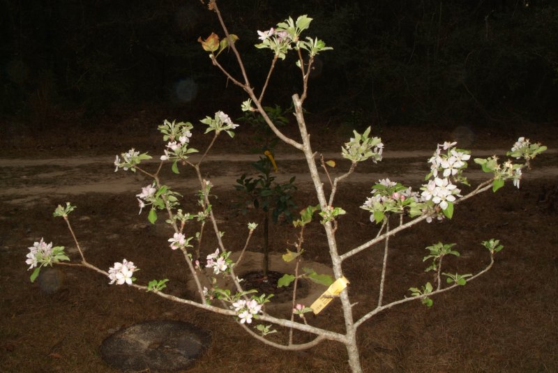 flowers_2013_02.jpg