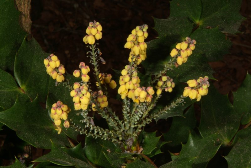 flowers_2013_03.jpg