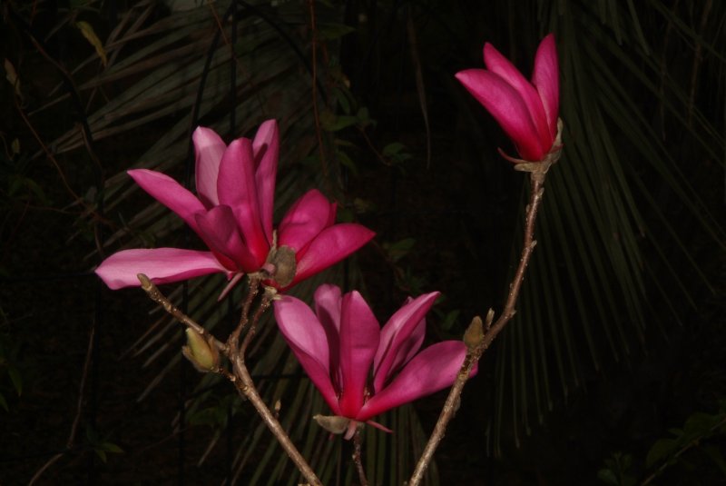 flowers_2013_04.jpg