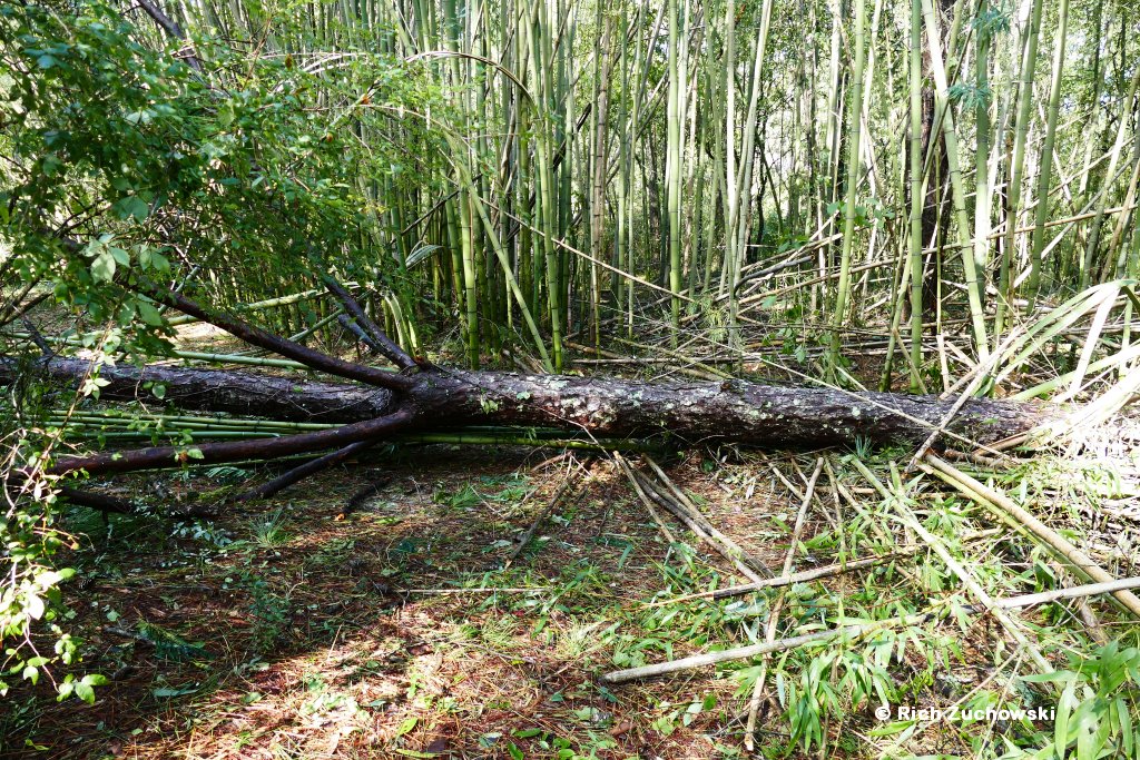 hermine_05.jpg