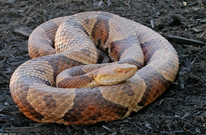 ncopperhead.jpg