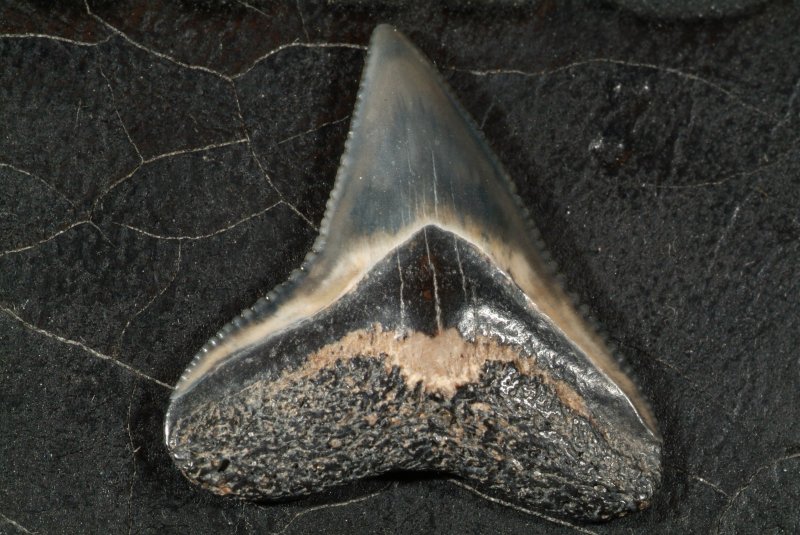 shark_tooth_01.jpg