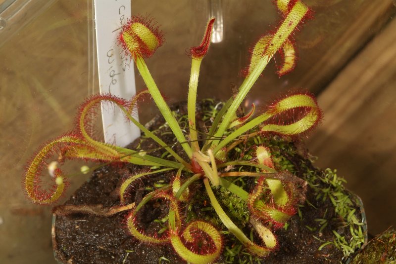 sundew_40.jpg