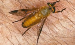 yellow_fly01.jpg