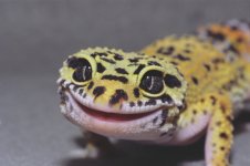 leopard.jpg