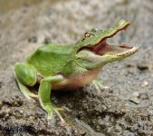croc_frog.jpg