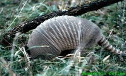 grassdillo.jpg