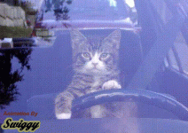 Rics Pics 867.gif
