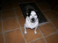 Daffy1 (Small) (Medium).jpg