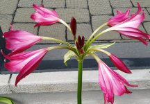 B Lillies.jpg