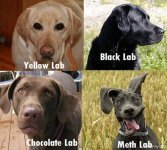 labs01.jpg
