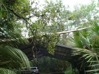 treedown01.jpg