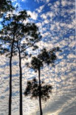 Florida Botanical Gardens 6.jpg