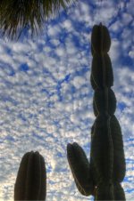 Florida Botanical Gardens 7.jpg