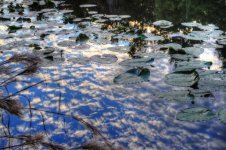 Florida Botanical Gardens 8.jpg