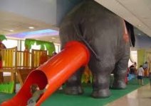 elephant ass chute.jpg