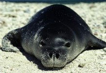seal_01.jpg
