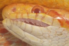 teeth01.jpg