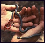 ringneck.jpg