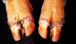 pigs feet.jpg