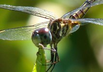 Dragonfly Myriam2.jpg