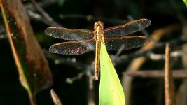 Dragonfly Morning Sun.jpg