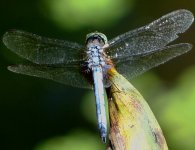 Blue Dragonfly downsized 10-20-11.jpg