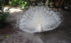 White Peacock4.jpg
