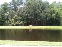 Deer.jpg