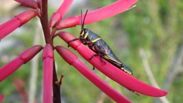 Grass Hopper Eastern Lubber Nymph.jpg