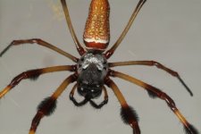 banana_spider.jpg