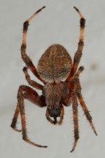 spider003.jpg