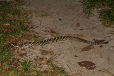 rattler_001.jpg